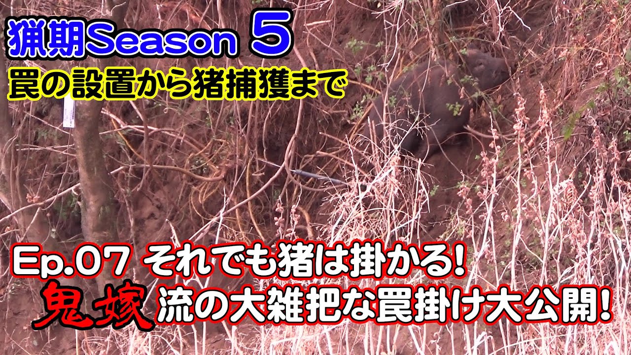 【猟期 シーズン 5】Ep07 鬼嫁さんの大雑把な罠掛け公開！それでもイノシシは掛る！【猪】【鹿】【わな猟】【狩猟】