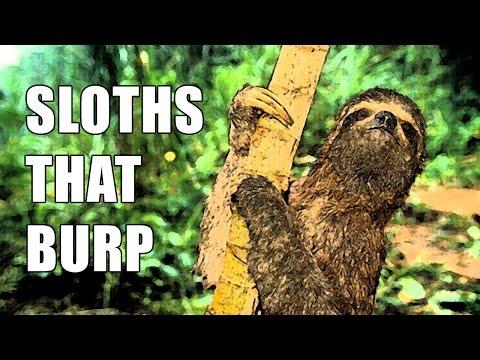 sloths-that-burp---cute-&-funny---love-for-animals!