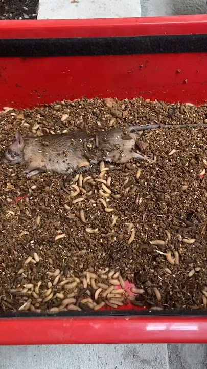 Prank Maggot Tikus M*ti 😱