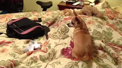 Chihuahua's sister has spunk!