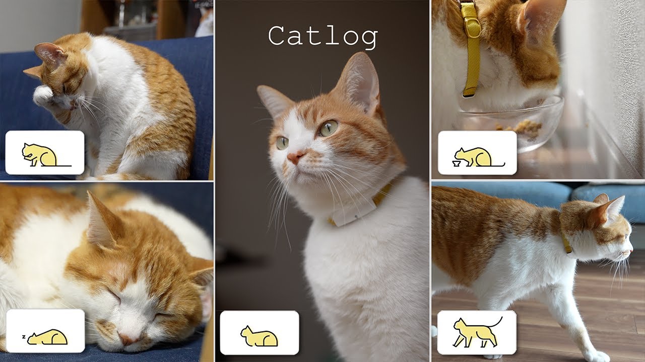 気になる Petly自動給餌器 多頭飼いの場合は使えるの Youtube 気になる Petly自動給餌器 多頭飼いの場合は使えるの Youtube