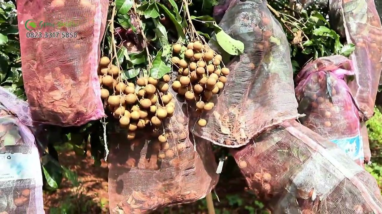 Kelengkeng Itoh Super usia 9 tahun masih prosuktif #adyrajalengkeng #lengkeng #itohsuper #newkristal