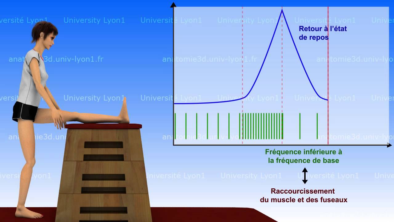 La Souplesse Bases Neurophysiologiques 1 2 Youtube