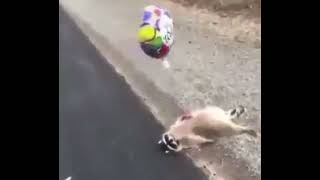 get well soon raccoon balloon (get well soon raccoon balloon meme)