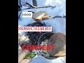 1000 SUBSCRIBERS CONTEST !!!! (Bushcraft Breakfast)