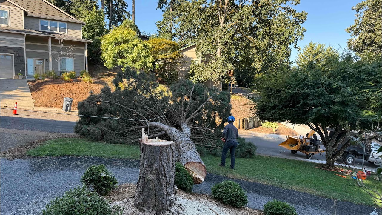 Time-Lapse: Watch This Pine Tree Come Down and Diaper in Minutes! - YouTube