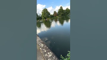 سورة المطففين بصوت القارئ هزاع البلوشي