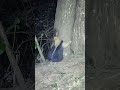 O Tamandua Mirim também gosta de se esfregar na seiva da cabreuva.