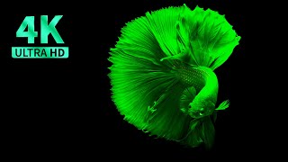 4K : THE BEST NATURE VIDEOS OF 2023 IN 4K 60 FPS screenshot 5
