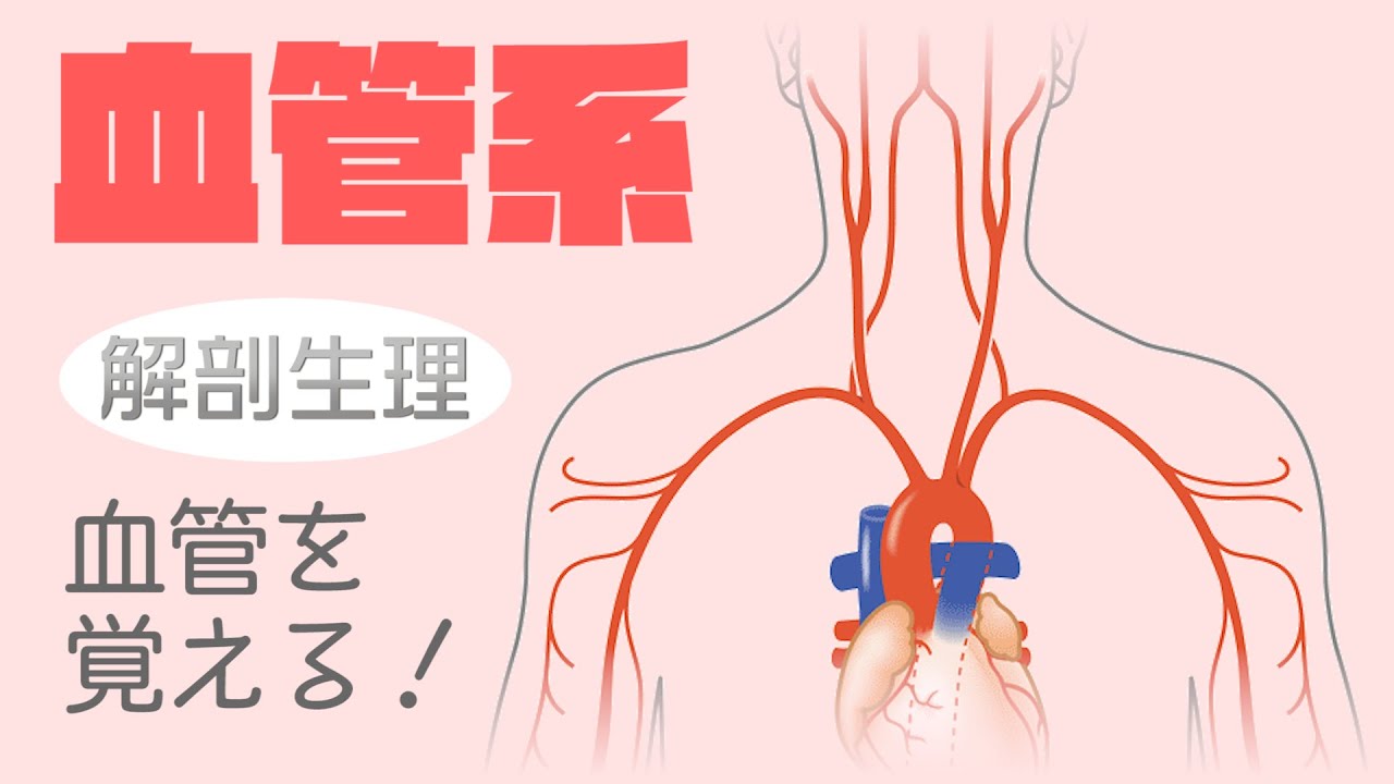 血管系の解剖生理を覚える 右側にしかない血管は 静脈しかない血管は Youtube