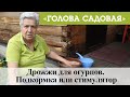 Голова садовая - Дрожжи для огурцов. Подкормка или стимулятор