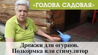 Голова садовая  Дрожжи для огурцов. Подкормка или стимулятор