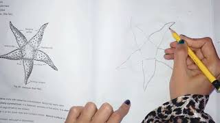 How to draw Starfish (Asterias) diagram TUTORIAL