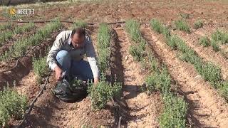 حلب - زراعة الزعتر البري في ريف حلب الشرقي للمرة الأولى - نورث برس