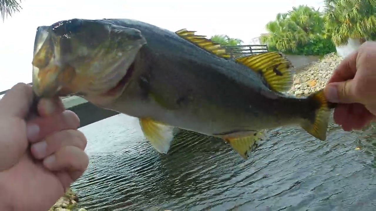 Bass Fishing Naples, FL