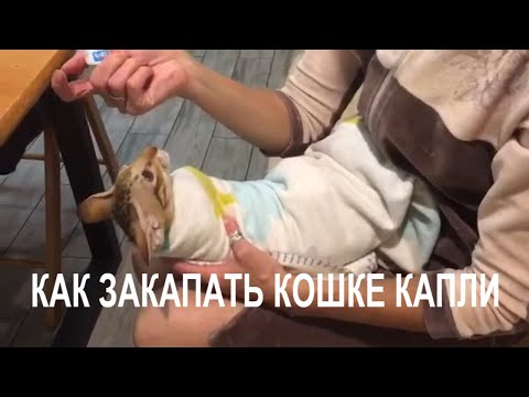 Как закапать кошке капли.