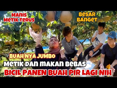 PANEN LAGI NIH BOCIL- PANEN BUAH PIR SINGO JUMBO DI JEPANG METIK DAN MAKAN SAMPE PUAS