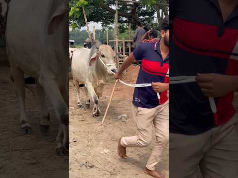 The asking price for this cow is 2.5 lakh taka😱#animals #shorts #video #viral #foryou #2026