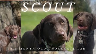Bethlehem Dog Trainers ||| OLK9 Lehigh Valley ||| 5.5 Month Old Labrador, Scout