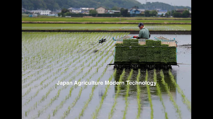 This is how Japan is changing the future of rice cultivation
