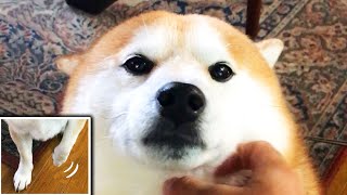 タイミングを逃しお手の行き場がない柴犬
