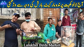 Lalukhet Sunday Birds Market 2024 Latest Update | Lalukhet Birds Market 2024 Latest Update@SYEDBIRDS