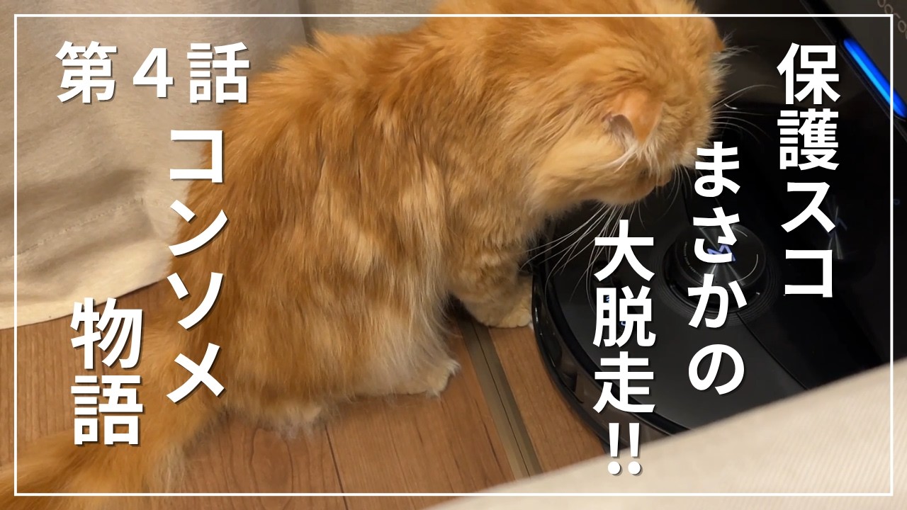 猫のいる生活ってこんな感じ！ 】掃除や猫ご飯などの様子をお届け