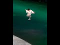 羽生結弦の4回転ジャンプは、完璧な一連の動作として実行されます。 #羽生結弦