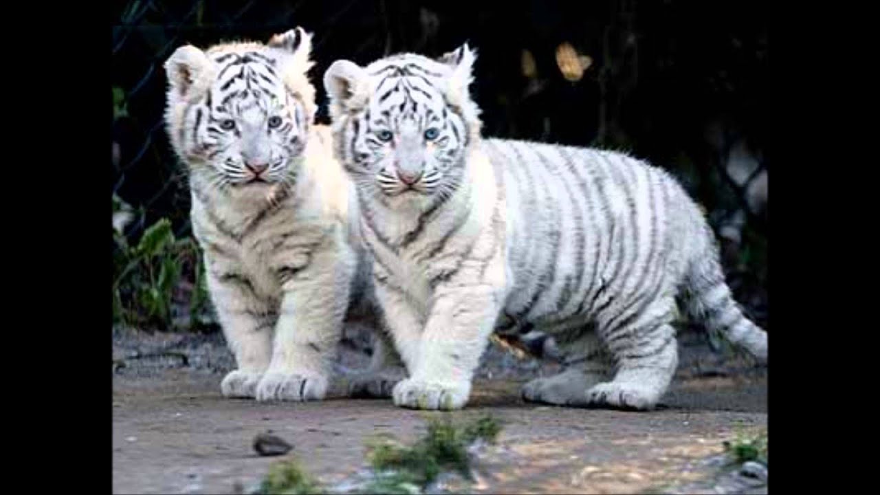 IMAGE DE TIGRE BLANC EN DESSIN, Galerie Creation
