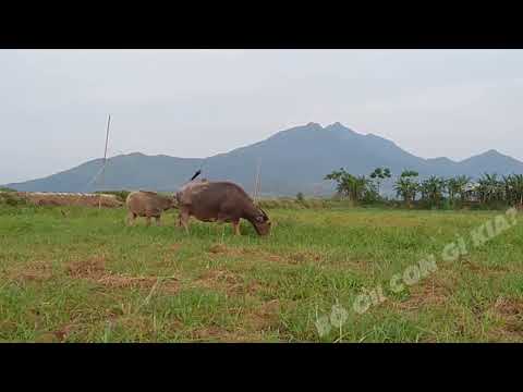Video Những con trâu gặm cỏ trên cánh đồng | BỐ ƠI! CON GÌ... - youtube