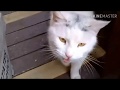 Cats songfunny cstsmeow meow