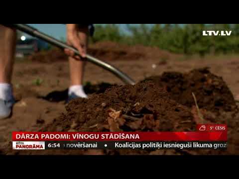 Video: Vīnogulāju Stādīšana