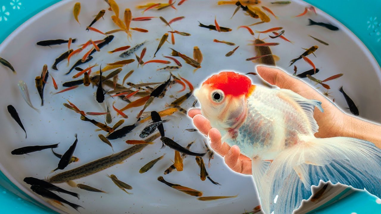 Tiger Barb Betta Ram Cichlid Guppy Koi Carp Fish Ping Pong Pearlscale