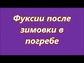 Фуксии после зимовки в погребе  Что необходимо сделать