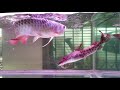 Scleropages Formosus (RTG Arowana) & Perrunichthys Perruno (Perruno Catfish) Fish Tank #f161
