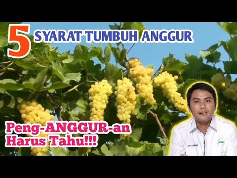 Video: Teman Baik Untuk Anggur: Ketahui Tentang Tumbuhan Yang Tumbuh Baik Bersama Anggur