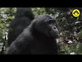 Wild bonobos in the forest!【Observations of Bonobos #101】