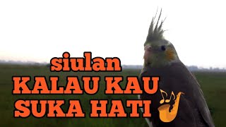 MASTERAN SIULAN | KALAU KAU SUKA HATI UNTUK FALK JANTAN