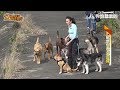 安妮美女教官(網路版) - 第四集(全) 寬嘴與安妮過生活 (Stray dog home training)
