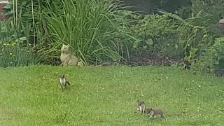 New Visitors to the Garden