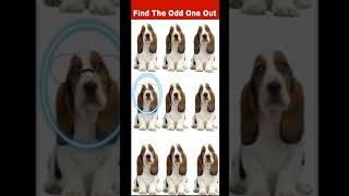 FIND THE ODD DOG OUT #1 ⚡🤡 #shorts #howgoodareyoureyes #puzzlegame #dog screenshot 3