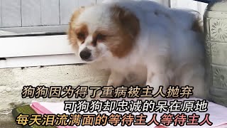 狗狗在路口苦等主人一个月，每天都是泪流满面，殊不知他被抛弃了