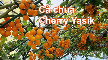 Cách trồng Cà chua Cherry Yasik cho nhiều trái | Bà Lan - Nông dân sân thượng #43