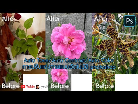 Auto Tone/Auto Contrast/Auto Color การปรับแต่งภาพแบบอัตโนมัติ photoshop