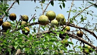 Cultivation Of Wood Apple (बेल की खेती)  In Baatein Kheti Ki - On Green TV