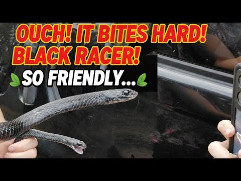 Absurd Black Racer Snake BITES! (MUST SEE Family Reaction to Defense) # ...