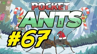 Pocket Ants - 67 - UPDATE and Santa Ants