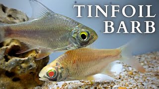 Tinfoil Barb Care: A Comprehensive Guide (Barbonymus Schwanenfeldii)