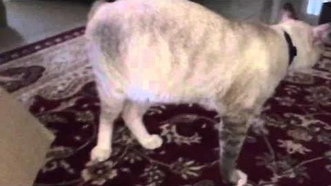 Funny Cats playing