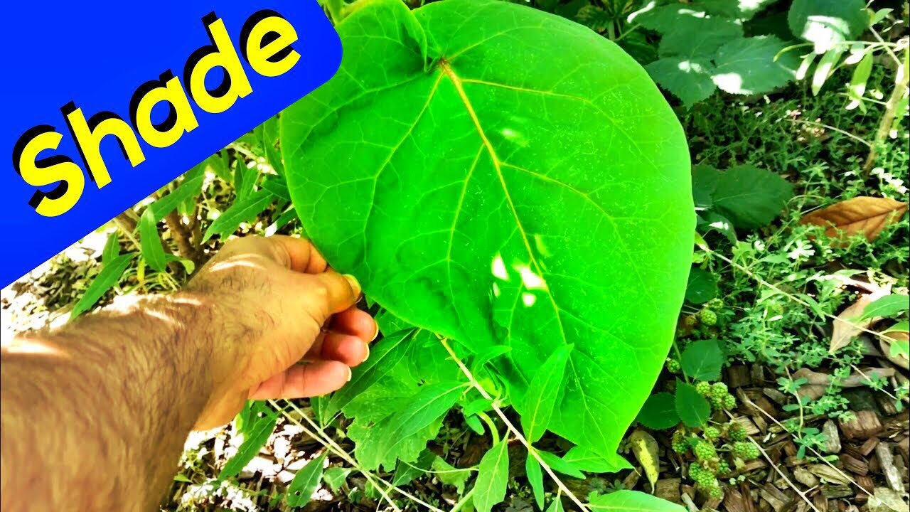 Where to cut a tree limb off the trunk